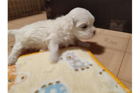 成約済の岡山県のマルチーズ-179154の1枚目